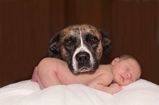 赤ちゃんを守る子守犬
