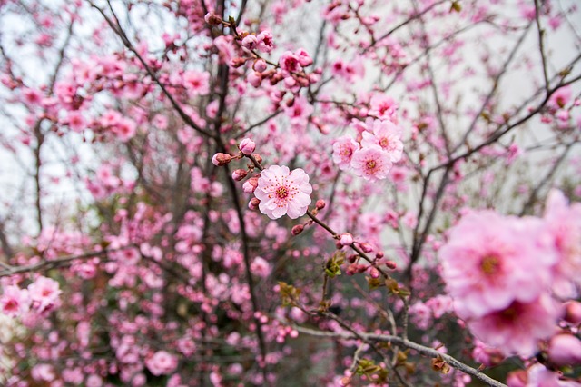 美しく咲くピンクの梅の花