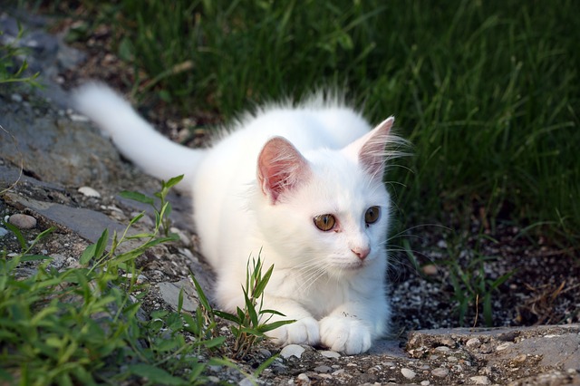 白猫の赤ちゃん