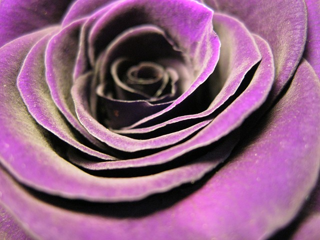 ビロード紫の薔薇