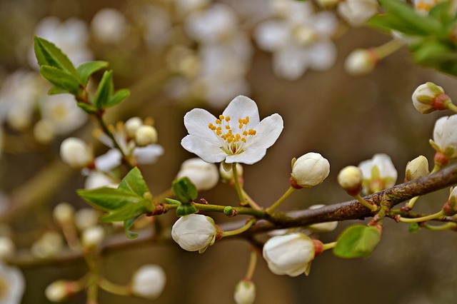春の梅の花