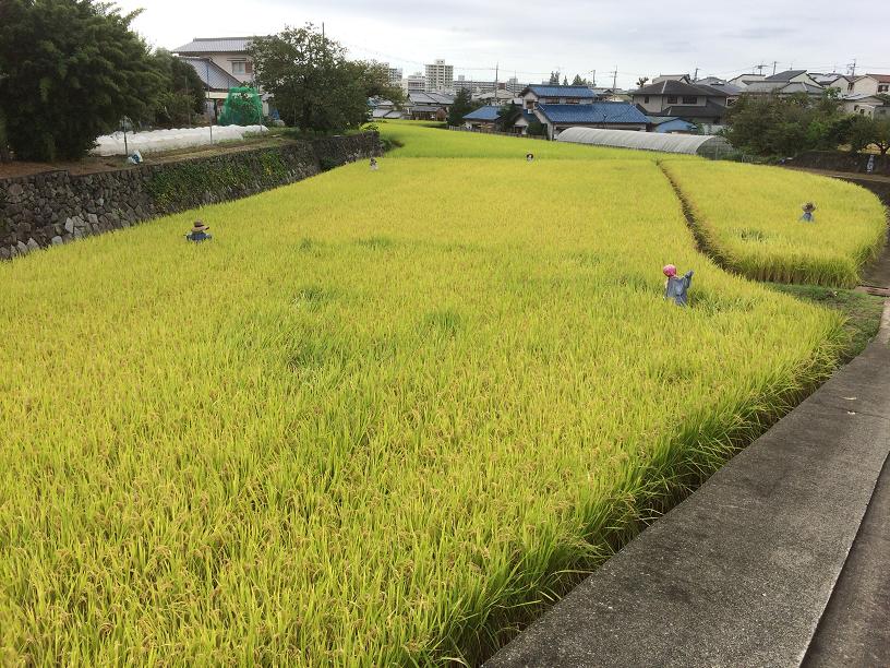 稲の風景
