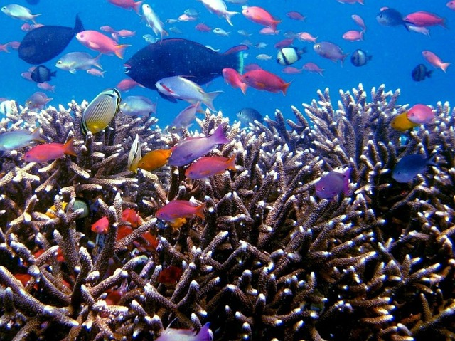 熱帯魚の海