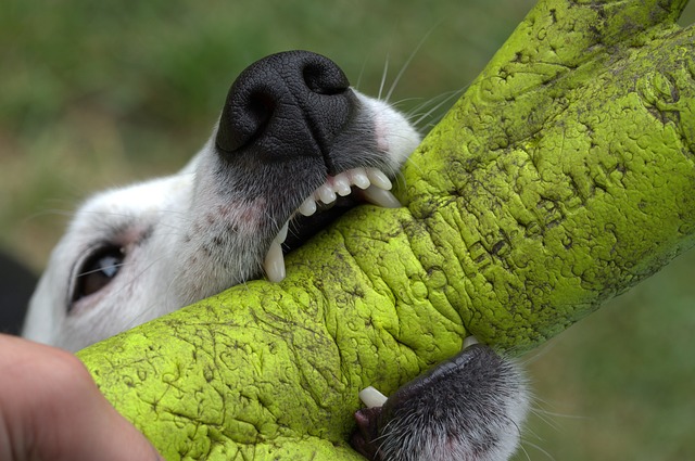 枝を噛む犬