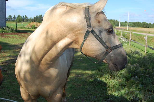 プリンスエドワード島の馬