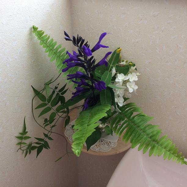 柏葉あじさいのトイレの花