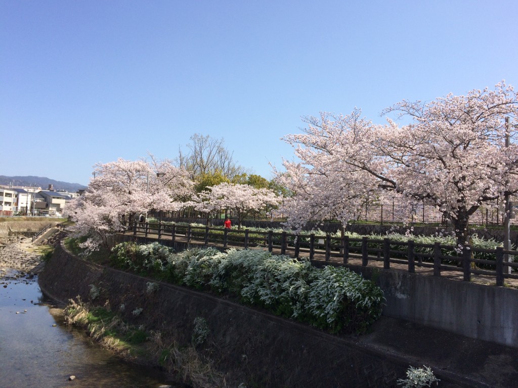 千里川の桜1