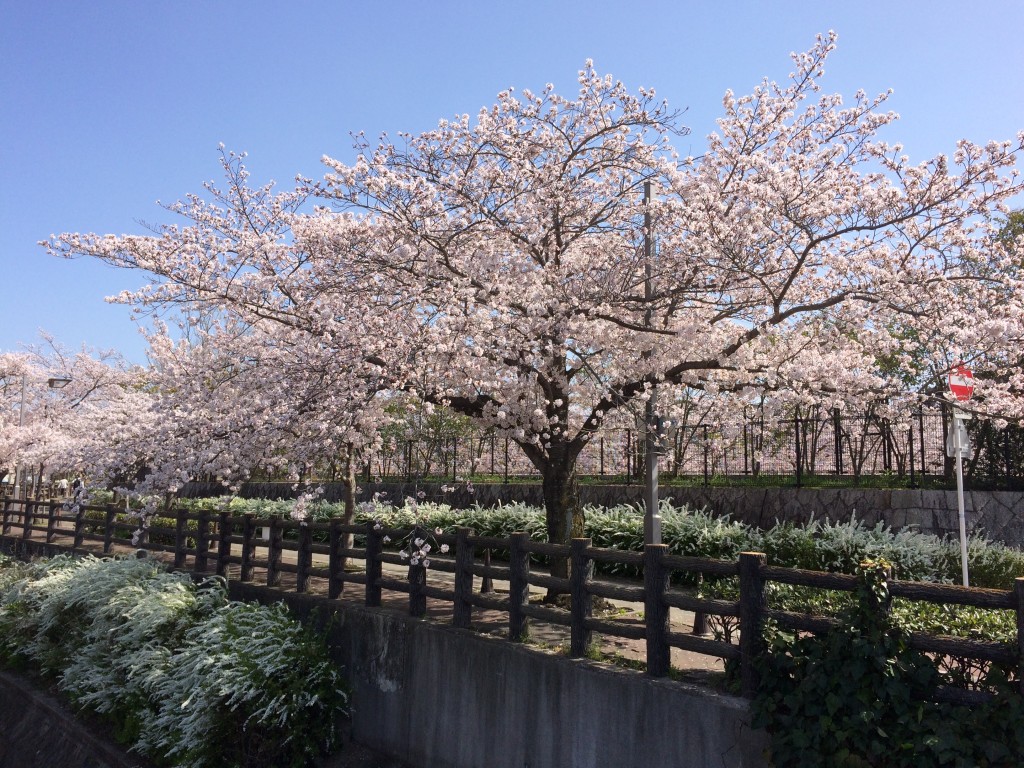 千里川の桜2