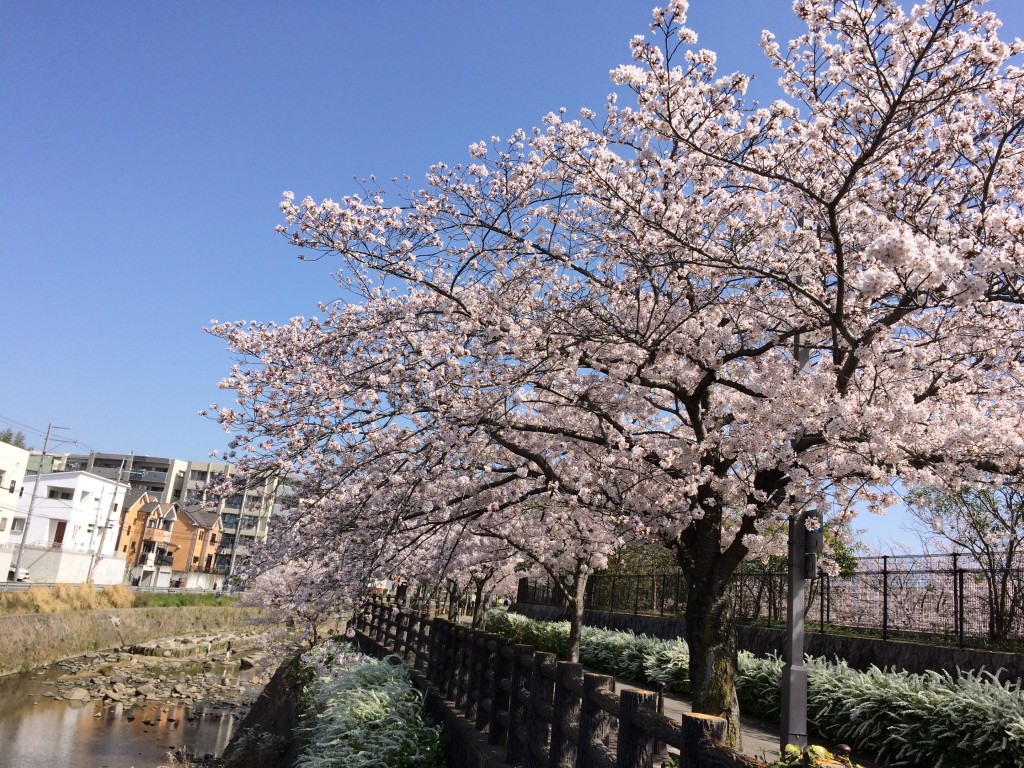 千里川の桜3
