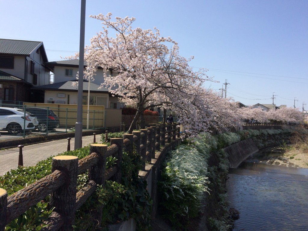 千里川の桜4