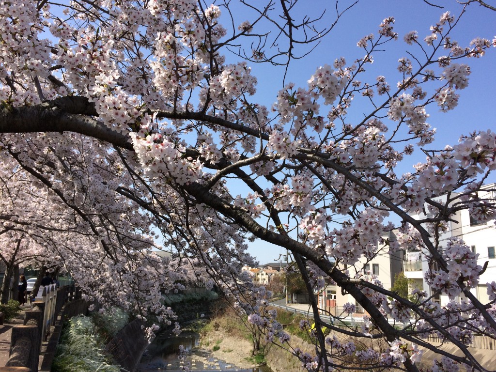 千里川の桜５