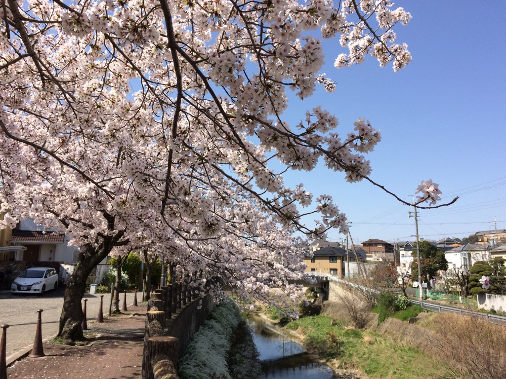 千里川の桜6