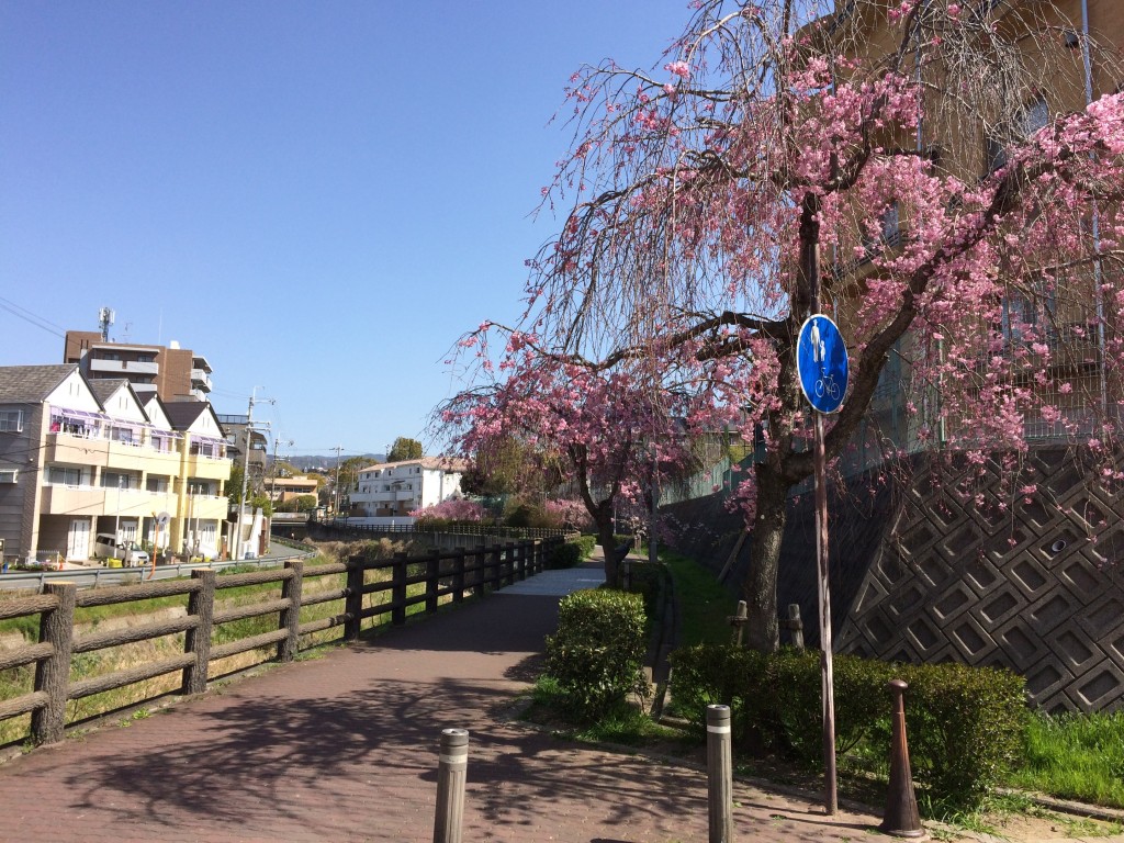 千里川の桜7