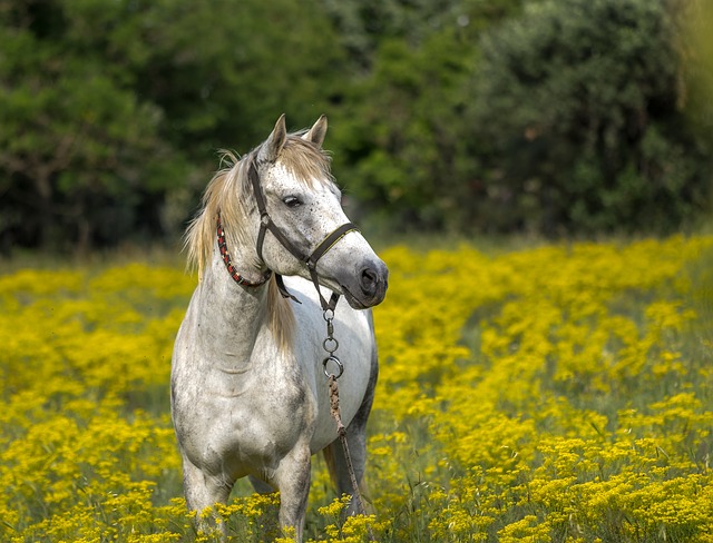 花畑の白馬