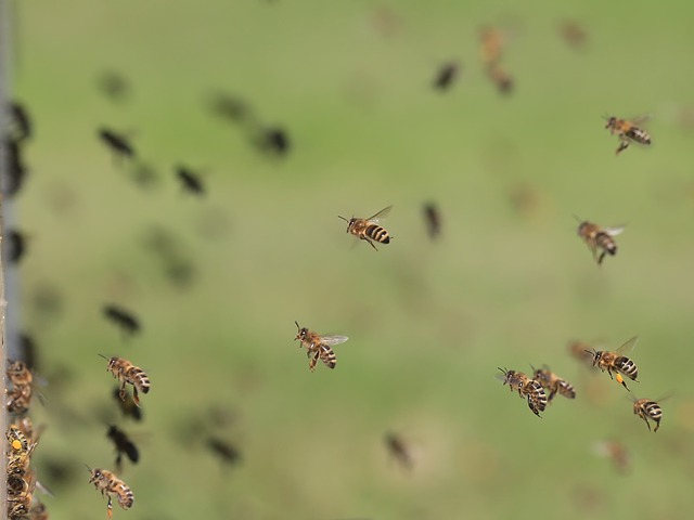 蜂の飛行