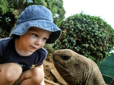 少年と亀