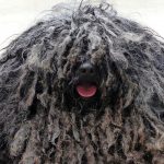 長い毛のモップ犬