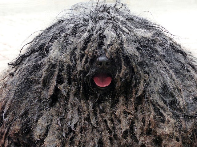 長い毛のモップ犬