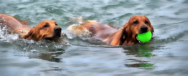犬の水泳