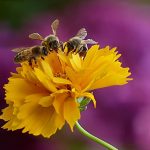 黄色い花と蜂