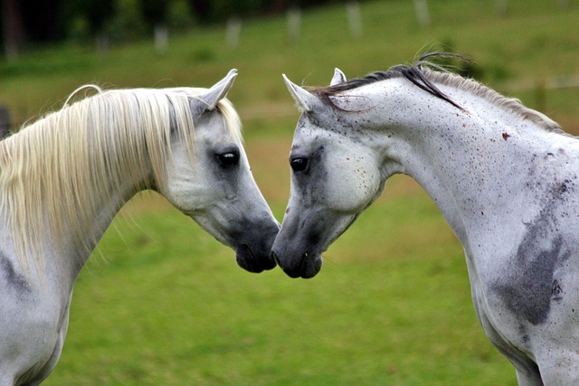 2匹の白馬