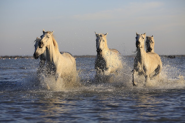 湖を走る白馬