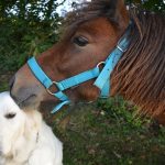 馬と白犬