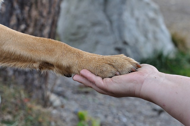 飼い主と握手
